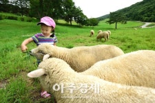 대관령 하늘목장, 서울랜드 가족 됐다 