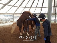 경기도축산진흥센터 경기․강원권 승용마 거점번식지원센터 운영 