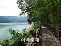 [전남도] 가을을 즐길 수 있는 관광지로 광양 서천 코스모스길·장성호 수변길 추천  