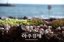 [기수정의 여행 in]폭염 지나간 제주,감수굴 밭담길 거닐며 여름과 안녕 