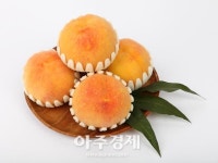 이천 햇사레장호원복숭아축제 14일 개막 