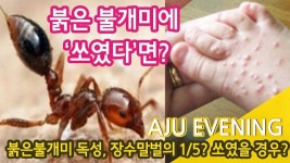 붉은불개미의 독성, 장수말벌의 1/5? 쏘였을 경우? #아주이브닝 