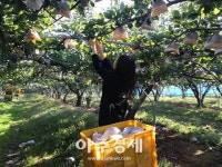 전남 나주 특산물 추황배 본격 수확 