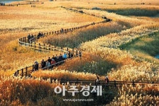 황금빛으로 물든 순천만이 손짓한다…내달 2일 갈대축제 개막 