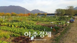 하남시 체험농장 자투리 땅 활용 김장용 배추 기부 