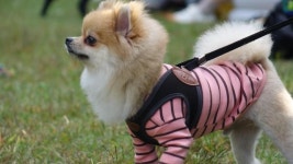 남이섬, 반려동물 위한 댕댕이 천국 된다 