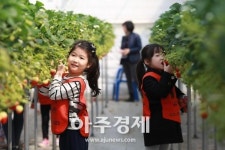 광주시 딸기 수확체험농장 운영 체험학습·농가소득 제고  