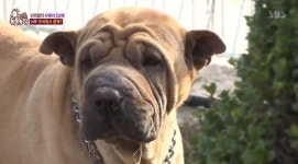 동물농장 샤페이는 어떤 견종? 분양 가격은? 