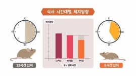 간헐적 단식, 아침형·저녁형 최적의 시간 언제?…근육량 적은 여성 어지럼증·집중력 저하 부작용 