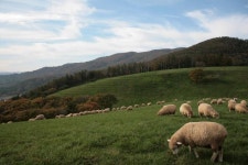 [설 명절 연휴 가볼 만한 곳]한국민속촌·남산 한옥마을·해미읍성·대관령 양떼목장 