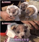 동물농장 민머리 강아지 삼형제, 생후 2개월 지나도 머리에 털 없는 이유는? 