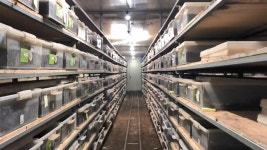 [르포] 미래식량으로 각광받는 식용곤충…굼벵이 농장 ‘베스트 굼벵이’ 가보니 