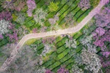 [광화문갤러리] 봄이 찾아온 중국 난징(南京) 메이화산(梅花山) 
