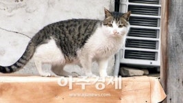 안산시 길고양이 중성화작업 개체수 줄여 