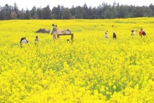 [광화문갤러리] 꽃길만 가시리...유채꽃 향기를 머금은 제주 
