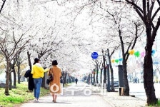 안산시 곳곳 분홍빛 벚꽃으로 화사하게 물들어 