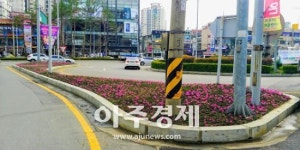 안양시 비산사거리 교통섬 꽃잔디 1만6000여본 식재  