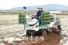 【포토】보령지역 첫 모내기로 풍년 영농 스타트! 