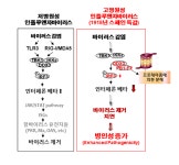 국내 연구진, 1918년 5000만명 목숨 앗아간 스페인 독감 원인 찾았다 