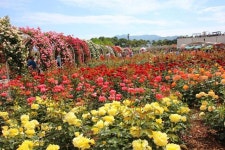 곡성 세계장미축제, 17∼26일 전국 최다 품종 수억 송이 준비..대형 꽃융단길 조성 
