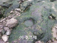 충남도 ‘보령 공룡발자국화석’ 도 기념물 지정 