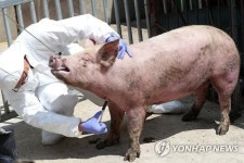 북한, 아프리카돼지열병 발병 사실 주민에 첫 공개…전국 확산되나   