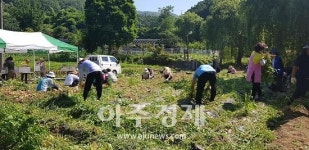성남시 운중동, 감자 수확해 따뜻한 이웃사랑 실천 