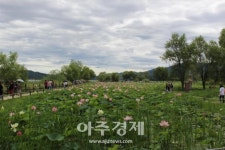 [포토] 양평 세미원에 핀 연꽃 