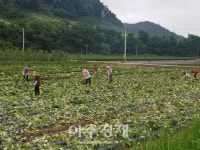 대표적 오지농촌인 6월의 경북 영양군 석보면...빈곤 속에 풍요 