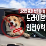 반려동물과 드라이브! 시동 걸기 전에 이것만 꼭 기억해주세요. 