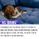 반려동물과 드라이브! 시동 걸기 전에 이것만 꼭 기억해주세요. 