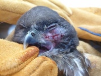 인천 야생동물구조관리센터 개소 500일 맞아 