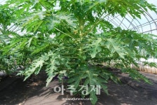 충남도 천사의 열매 키울까, 왕가의 채소 심을까 
