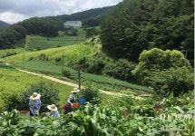 삼시세끼 산촌편 촬영지는 어디? #강원도 #정선 #이나영 #원빈 