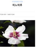 [강효백의 新경세유표 12-21] 한국대표 무궁화 ‘신태양’은 ‘히노마루’  
