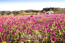 양주시, 천일의 사랑 꽃과 빛으로 물들다, 천만송이 천일홍 축제 시작