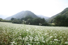 영양은 지금 메밀꽃 필 무렵...제3회 수하 2리 메밀꽃 축제 개최