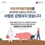 아프리카돼지열병, 사람 감염 위험 없어…동물 감염 전염병