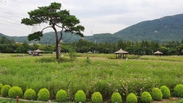 [특집]인천지역 가을꽃 명소