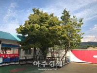 주목나무 옆 커피 한잔의 여유…경부고속道 추풍령주유소 쉼터 인기
