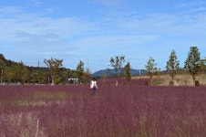 [기수정의 여행 in]인생사진 맛집 합천 가을 여행