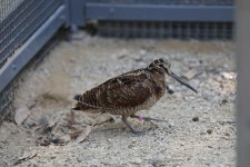 인천 야생동물구조관리센터에서 구조한 어미 잃은 원앙, 자연복귀