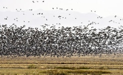 [포토] 충남 서산 천수만 찾은 기러기떼