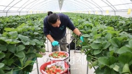[포토] 논산의 겨울은 달다 ... “달콤한 겨울딸기 맛 보세요”