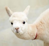 2TV 생생정보 홍천 알파카월드 위치는?