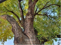 상주 두곡리 뽕나무, 천연기념물 지정