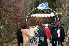 [문화리뷰] 1004만송이 애기동백꽃의 대향연 애기동백꽃 축제