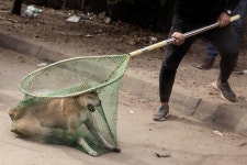 [오늘의 세계사진] 잡아먹으려는 거 아냐…이집트의 개 잡는 활동가들