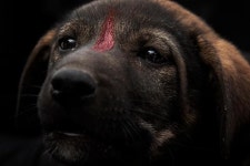 [오늘의 세계사진] 잡아먹으려는 거 아냐…이집트의 개 잡는 활동가들