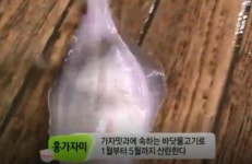 생방송 오늘저녁 홍가자미 한진수산 위치는?